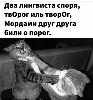 Сколько творога коту