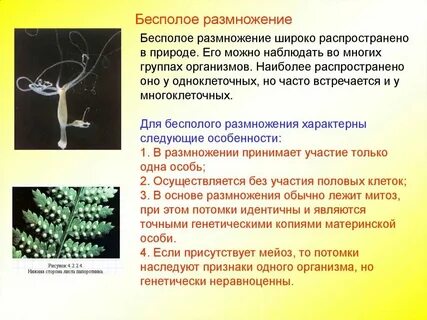 В основе размножения организмов лежит