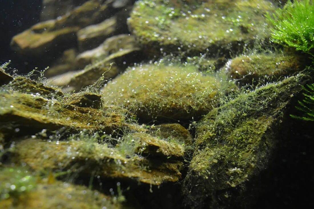 Диатомовые водоросли в аквариуме. Бурые диатомовые водоросли. Водоросли нитчатка. Диатомовые водоросли в аквариуме на мхе.