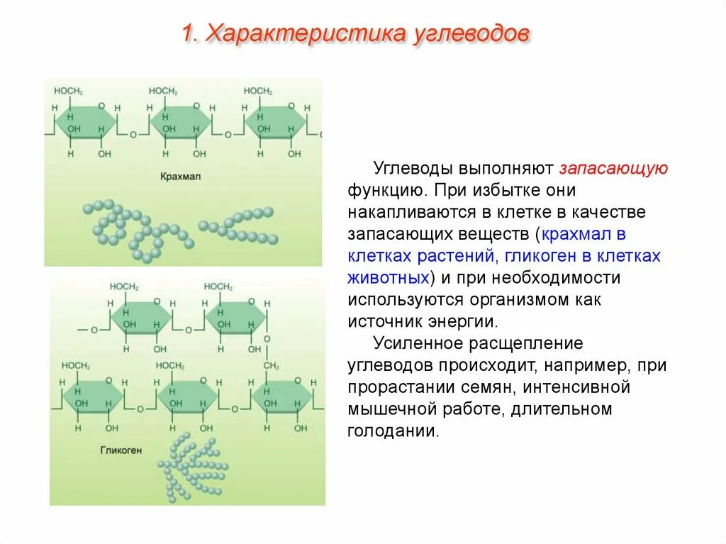 Углеводы липиды строение. Углеводы и их функции в растительной клетке.