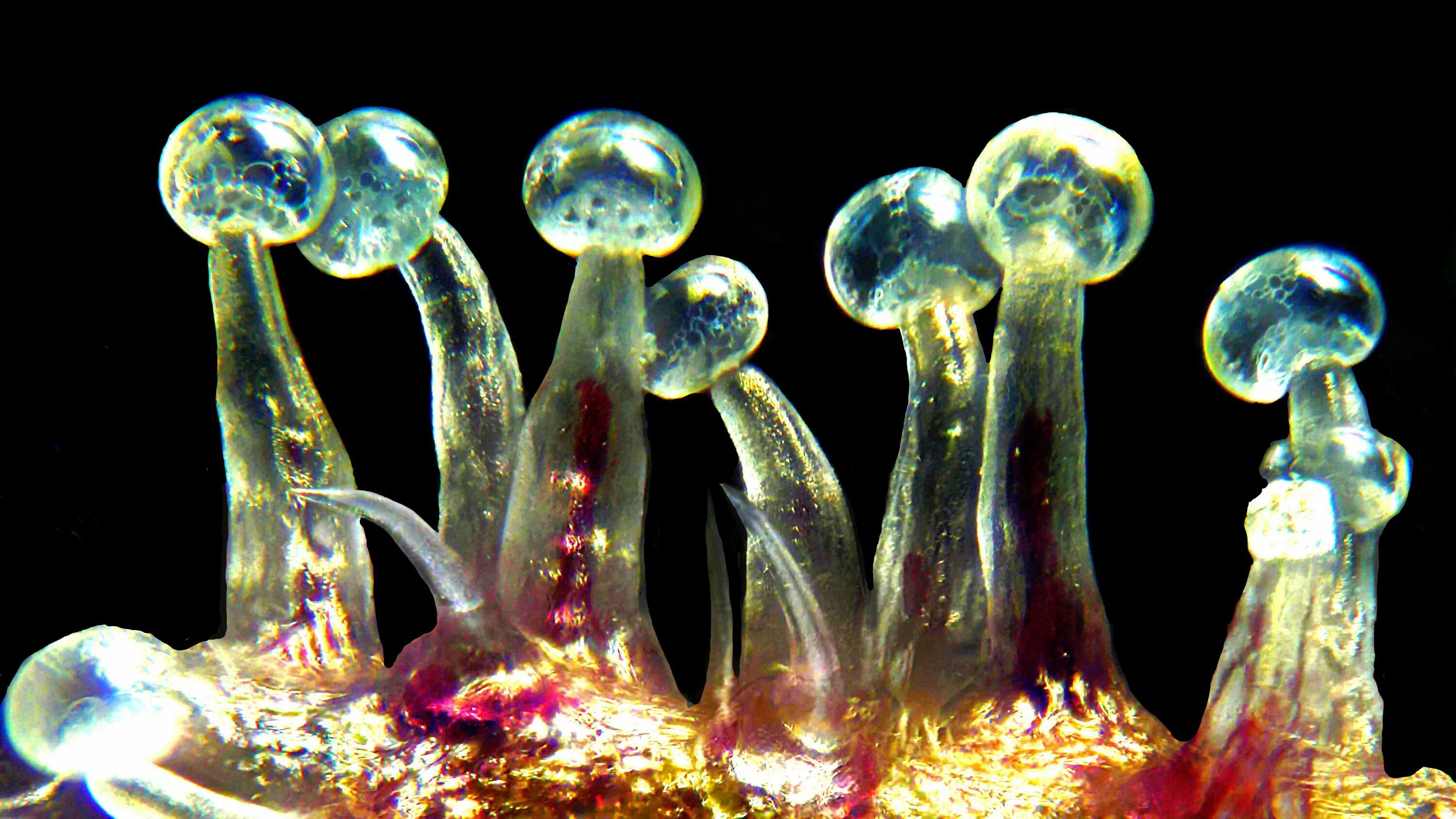 Янтарные трихомы. Трихомы. Харвест трихомы. Трихомы тгк. Янтарные трихомы.