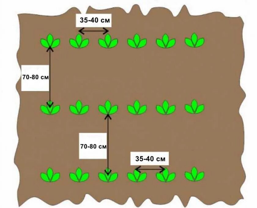 На каком расстоянии сажать цветы. Посадка картофеля расстояние между рядами и клубнями. Посадка картофеля схема посадки картофеля. Посадка клубня картофеля схема. Расстояние между рядами при посадке картофеля.