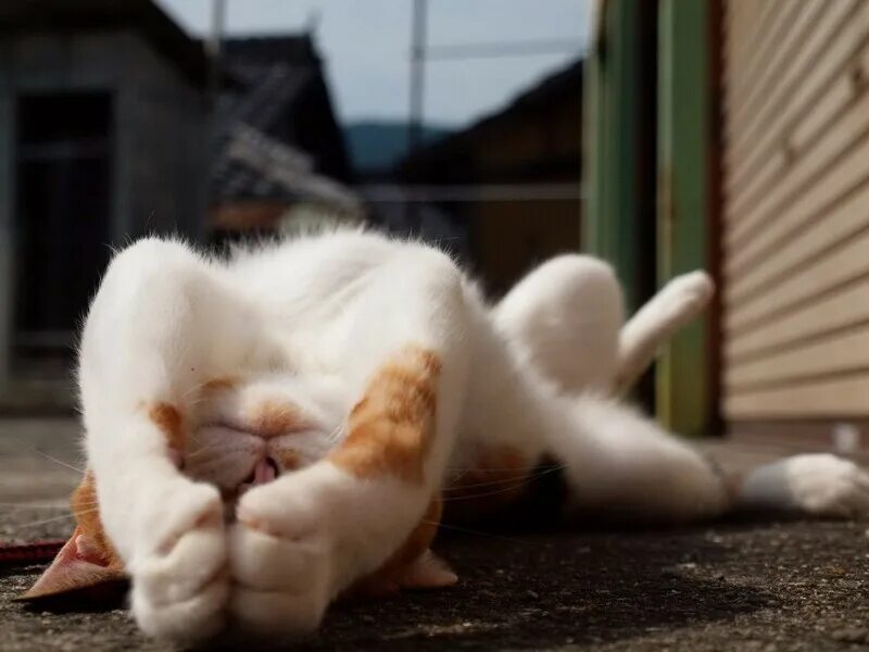 Лень хорошее качество. Рыжий кот лежит. Кот на диване. Кот лень. Уставшая собака.