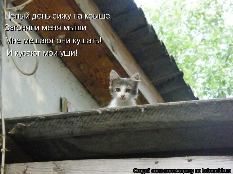 ничего здесь сижу. смешные картинки про кошек с надписями. черный кот прикол. мемы с котиками с подписями. коту скучно.