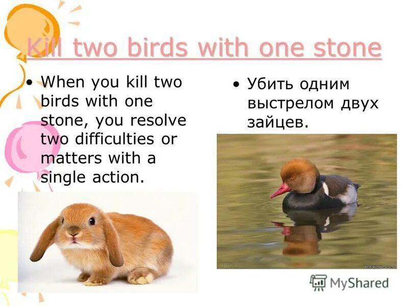 To Kill two Birds with one Stone идиома. To Kill two Birds with one Stone происхождение.