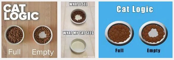Why is it empty. Кот empty. cat empty bowl. why is it empty мем.