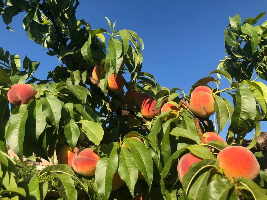 Остров персиков