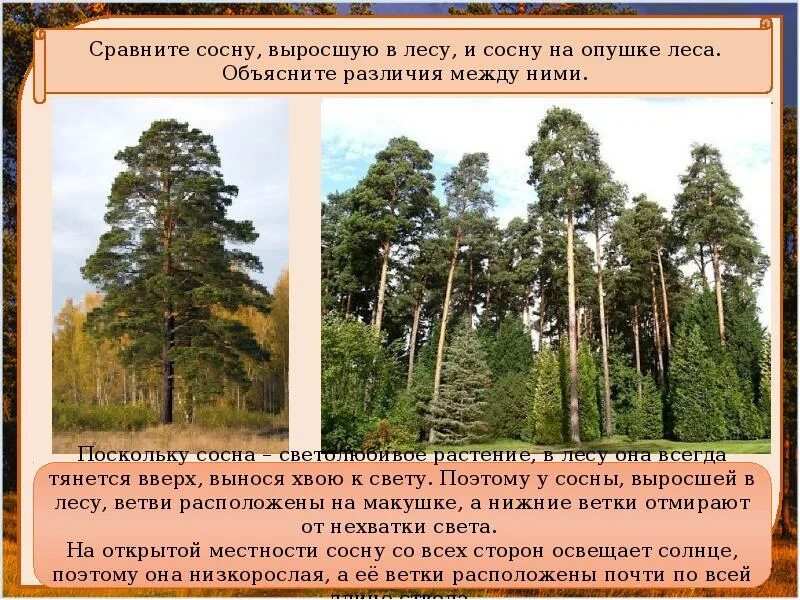 Песня между сосен. Сосна на открытом месте и в лесу. Сосна на открытом месте. Сосна на открытой местности. Сосна в лесу и на опушке леса.