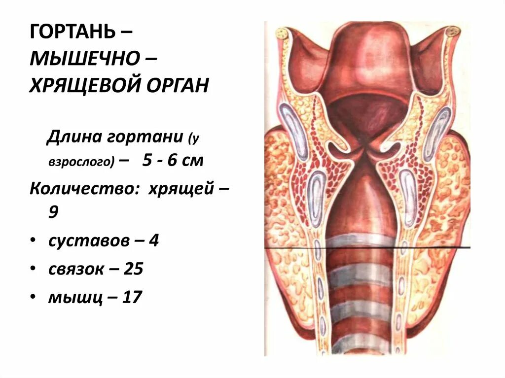 Гортани органы входящие в состав системы. Анатомия гортани надгортанник. Гортань надгортанник трахея. Строение гортани человека анатомия. Строение гортани надгортанник.