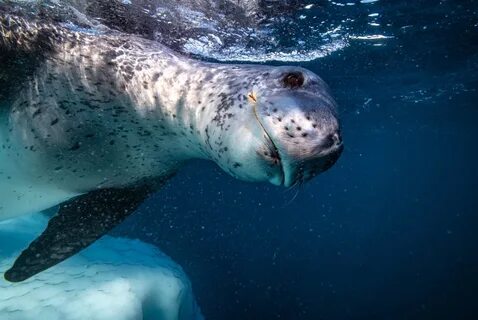 Где обитают морские леопарды