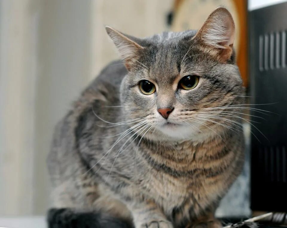 Домашние кошки. Домашний кот. Обычный кот. Кошка обыкновенная