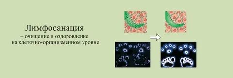 Оздоровление организма на клеточном уровне