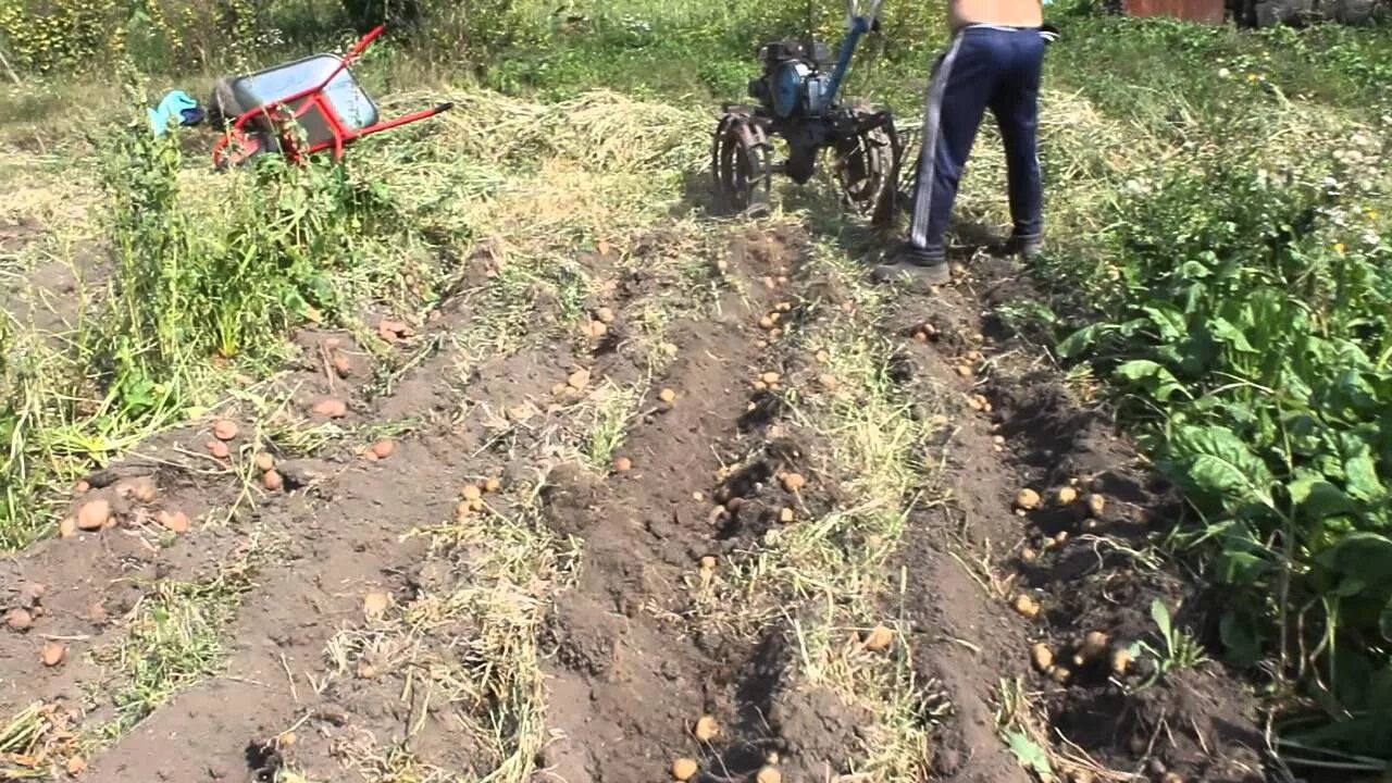 Картошка под плуг мотоблоком