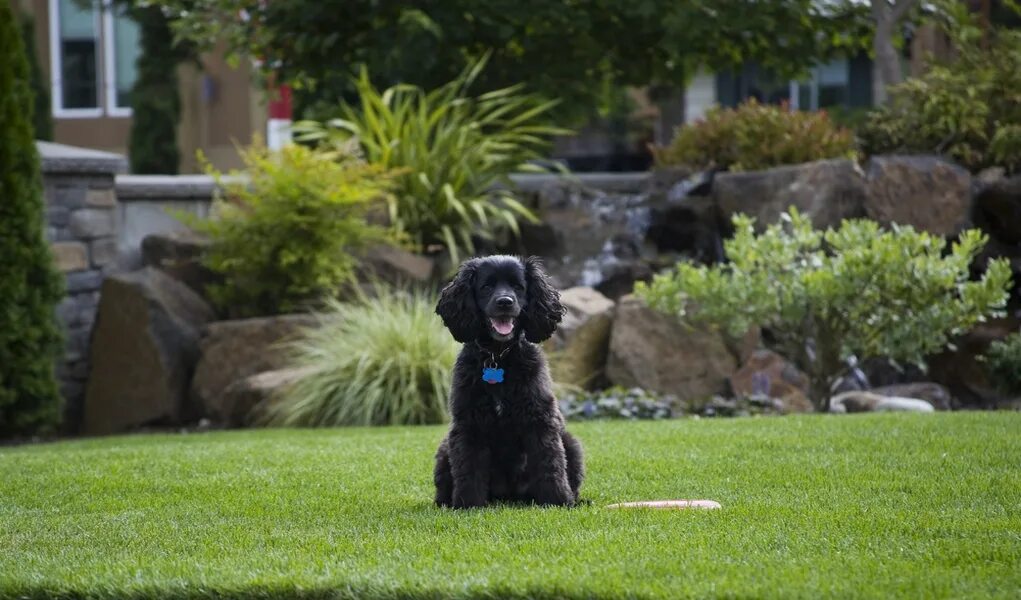 Щенок в цветах. Цветок собака растение. Собачий садик. Dogs garden. Собака в саду.
