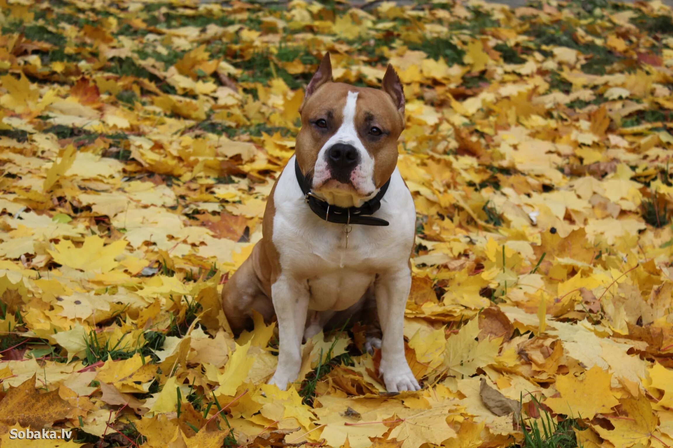 стафф 2 года