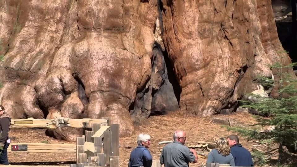 Деревьев на земле больше чем звезд