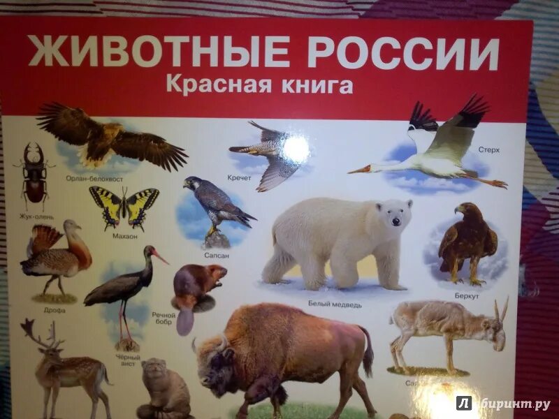 Обитатель красной книги. Красная книга России. Животные. Красная книга Росси животных. Обитатели красной книги России. Красная книга для детей животные.