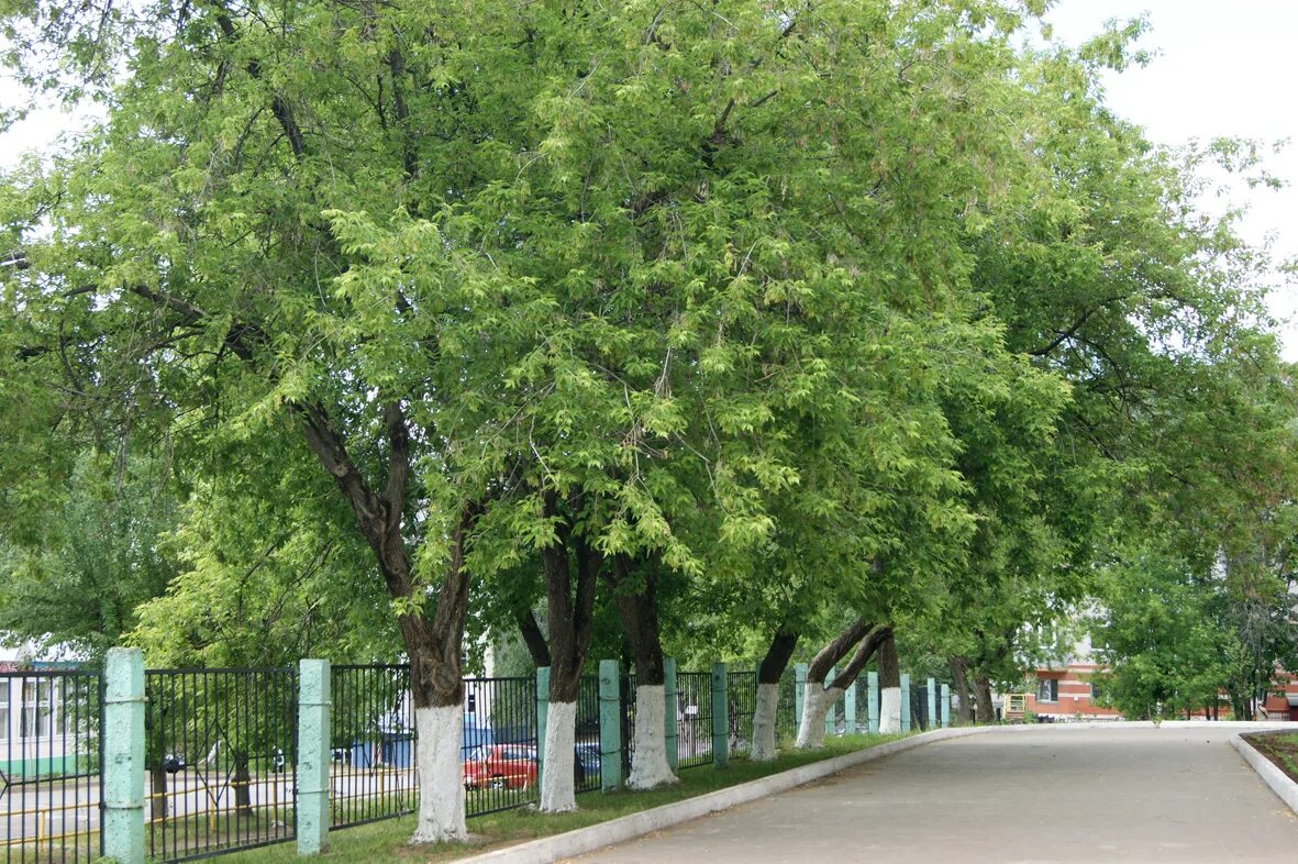 Во дворе исследовательского центра растет девять деревьев. Дерево школа. деревья возле школы. липа во дворе. растущее дерево.