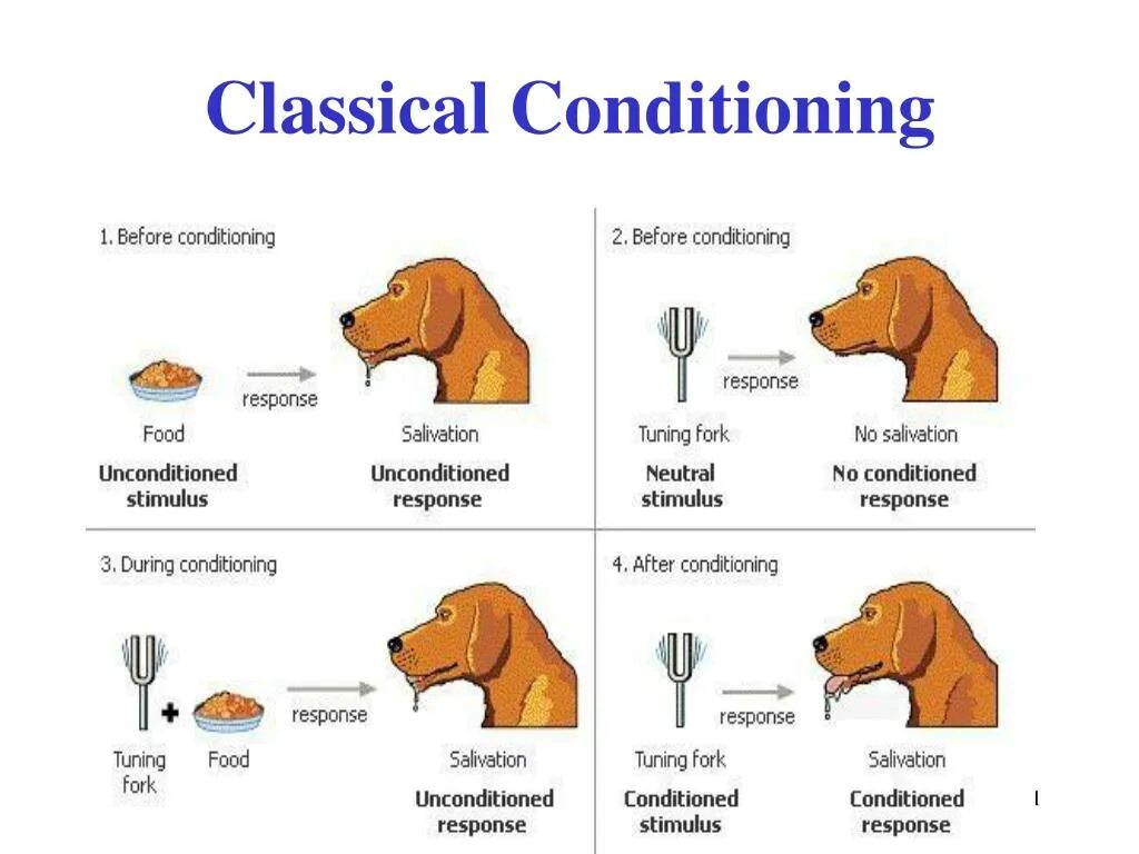 Classical conditioning