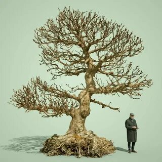 Tree model