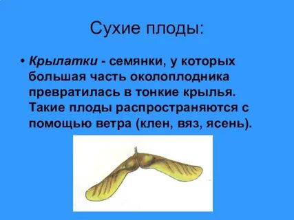 Крылатка односемянный