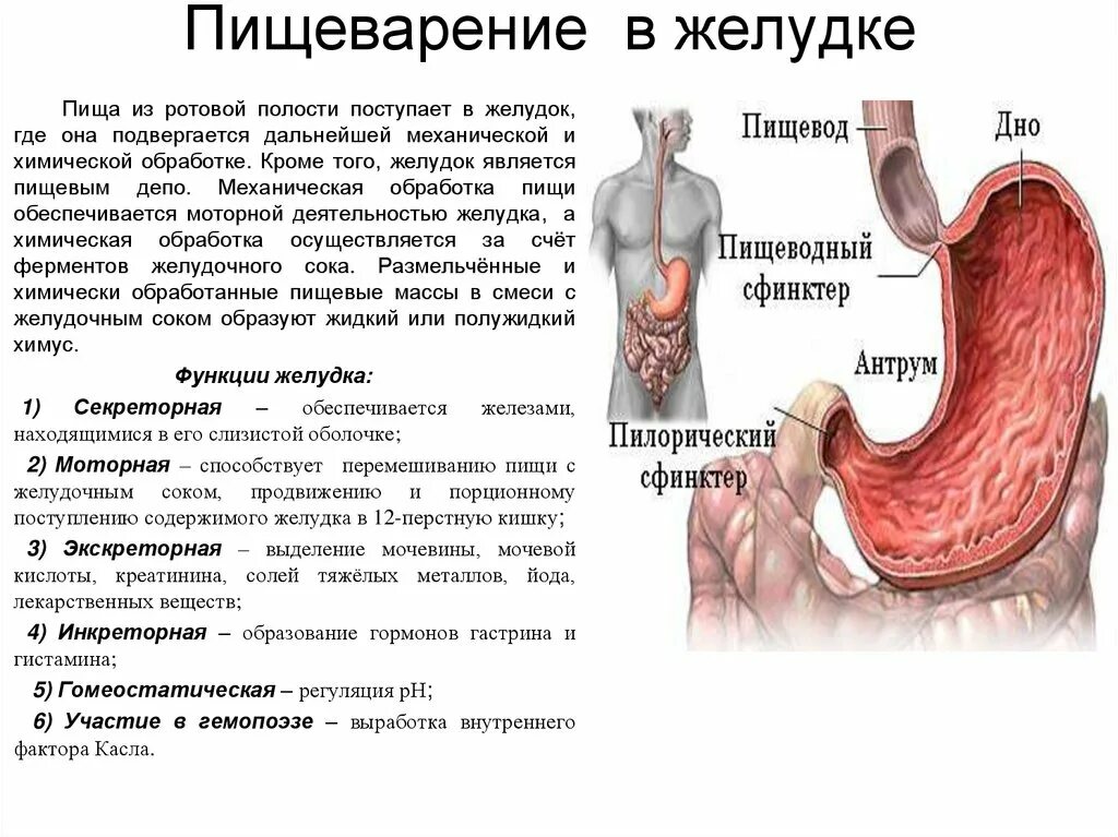 Схема пищеварения в ротовой полости в желудке. Функции пищеварения в ротовой полости и желудке. Пищеварение в желудке желудочный сок функции. Строение пищеварение в ротовой полости и в желудке.