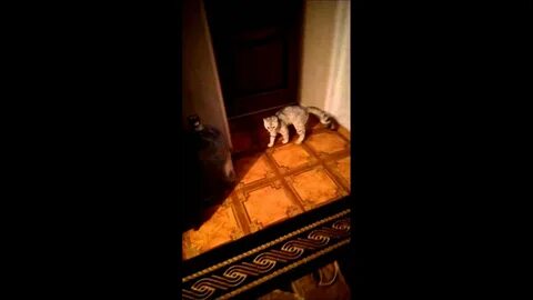 Кот барсик 2
