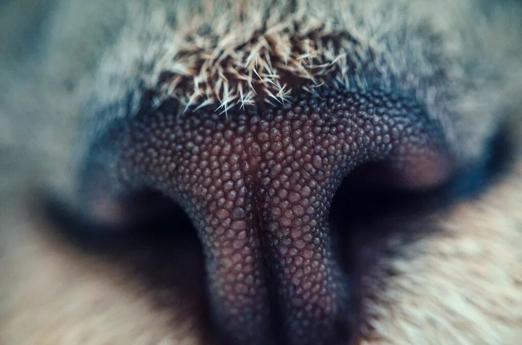 Мокрый нос у кота. Кошкин язык под микроскопом. Язык кошки под микроскопом. Собачий нос под микроскопом. Нос кошки под микроскопом.