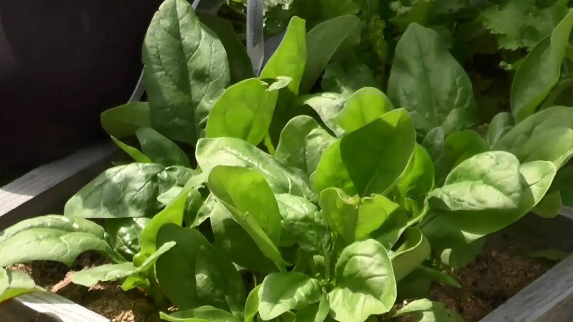 Шпинат рассада. Шпинат в горшке. Шпинат рассада. Шпинат огородный. Как вырастить шпинат дома.