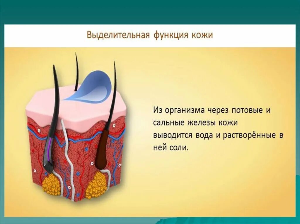 Выделительную функцию кожи выполняют железы. Секреторная функция кожи. Выделительная функция кожи. Выделительная функция кожи человека. Экскреторная функция кожи.