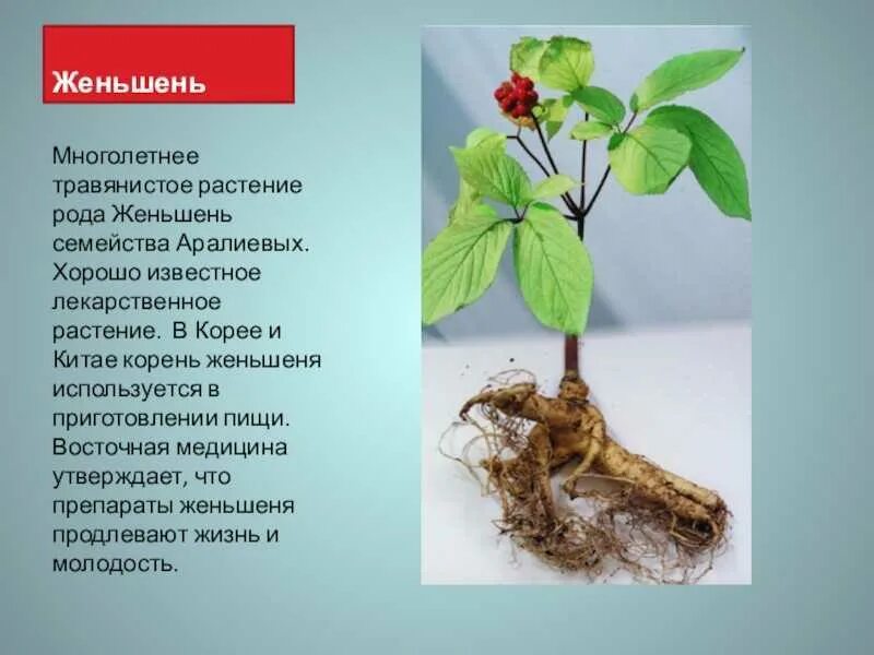 Красная книга Мир вокруг нас 2 класс Программа Плешакова А.А. - скачать презента