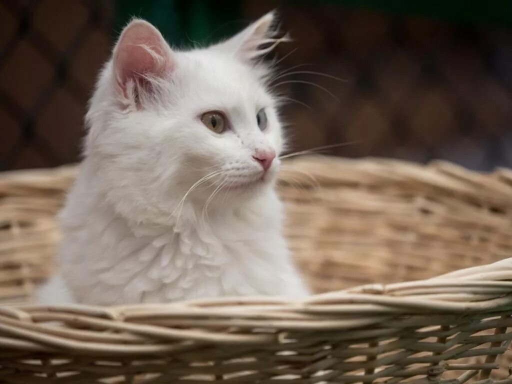 Далекий кот. Далекий кот