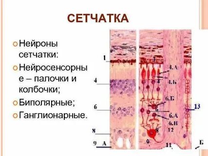 Биполярные клетки сетчатки