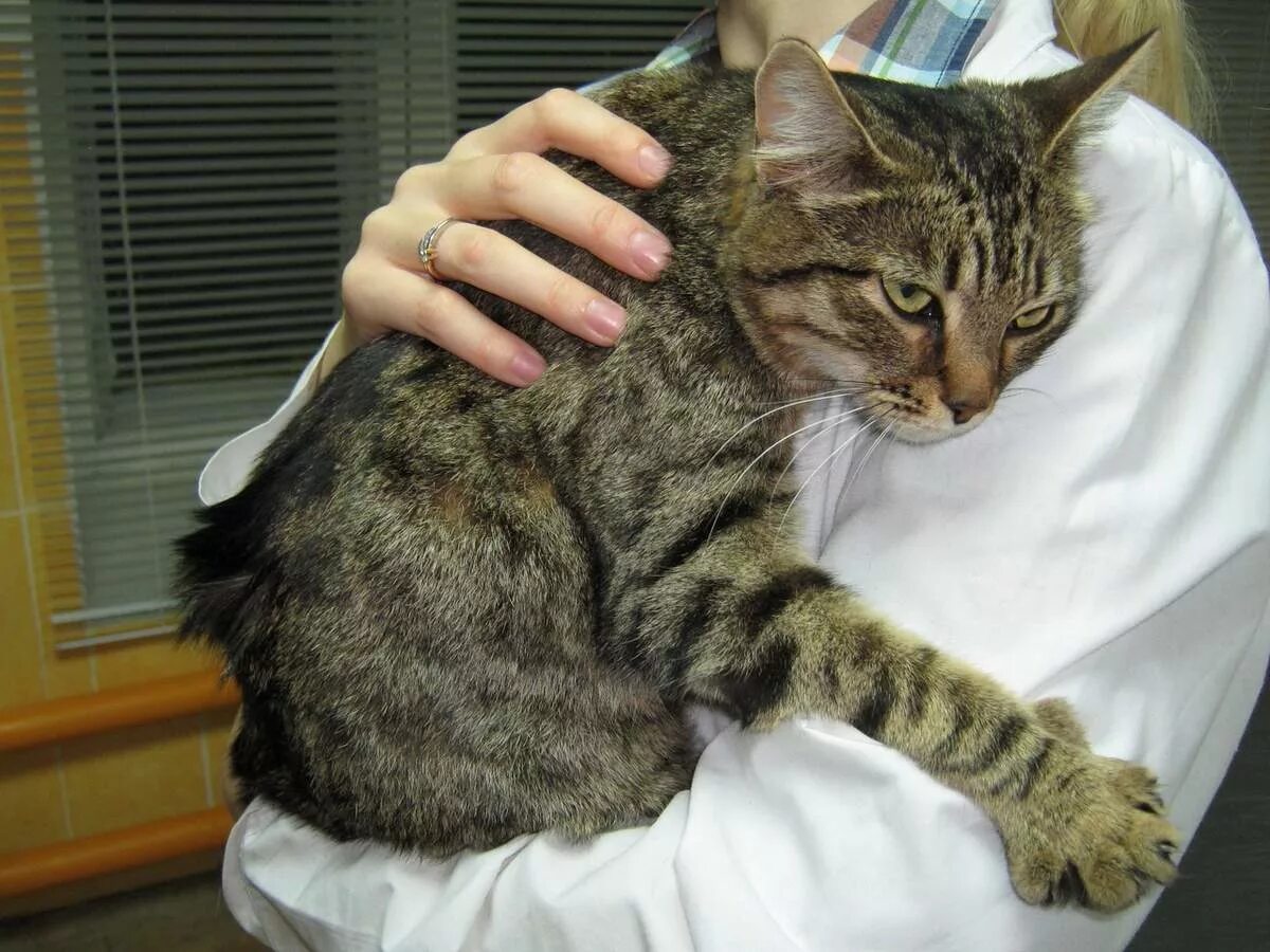 Какие симптомы у кота