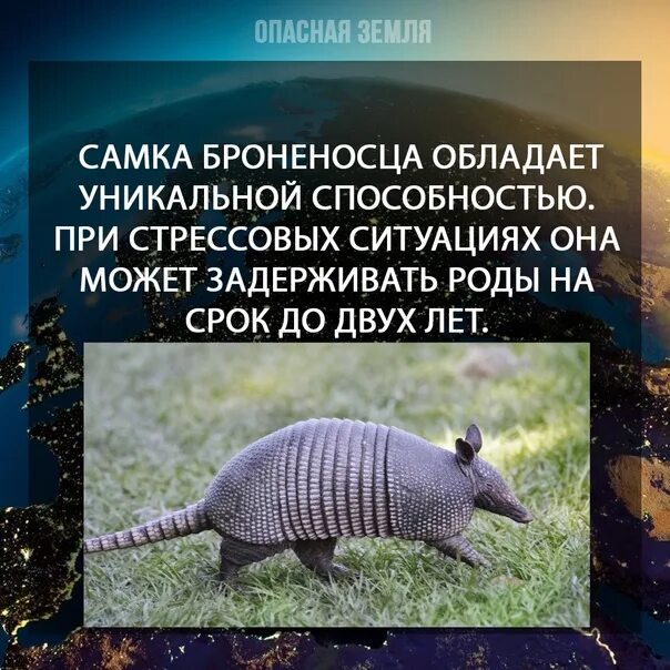 Проект по окружающему миру про зверь броненосец Презентация броненосец животное