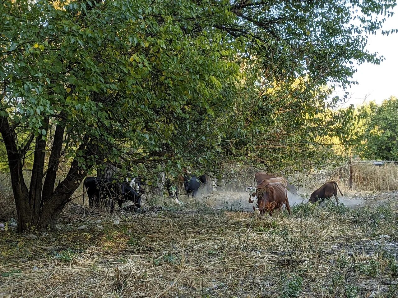 Подслушано волгоградская область в контакте. Остров Сарпинский. Тулака - о. Сарпинский. Остров Сарпинский Волгоград. Лошадиная ферма остров Сарпинский Волгоград.