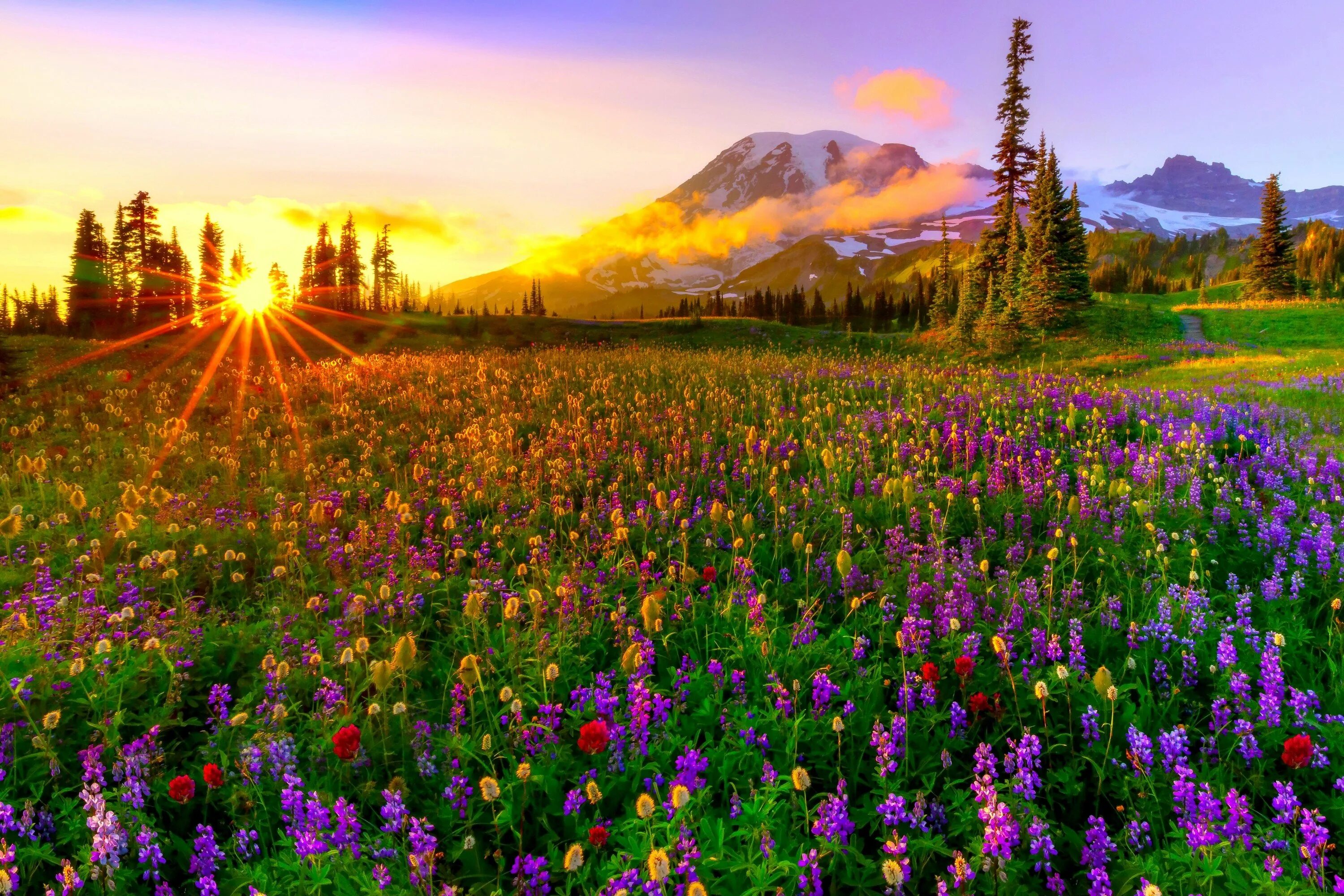 Красивая природа поляна. Чудесные пейзажи. Поляна с цветами. Яркая природа. Красивая природа.
