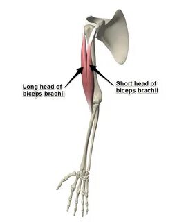 Long head