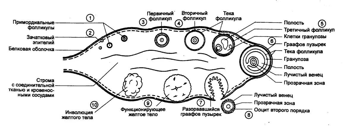 Фолликул фаза. Яичник овариальный цикл. Яичниковый цикл схема. Строение яичника. Строение примордиального фолликула.