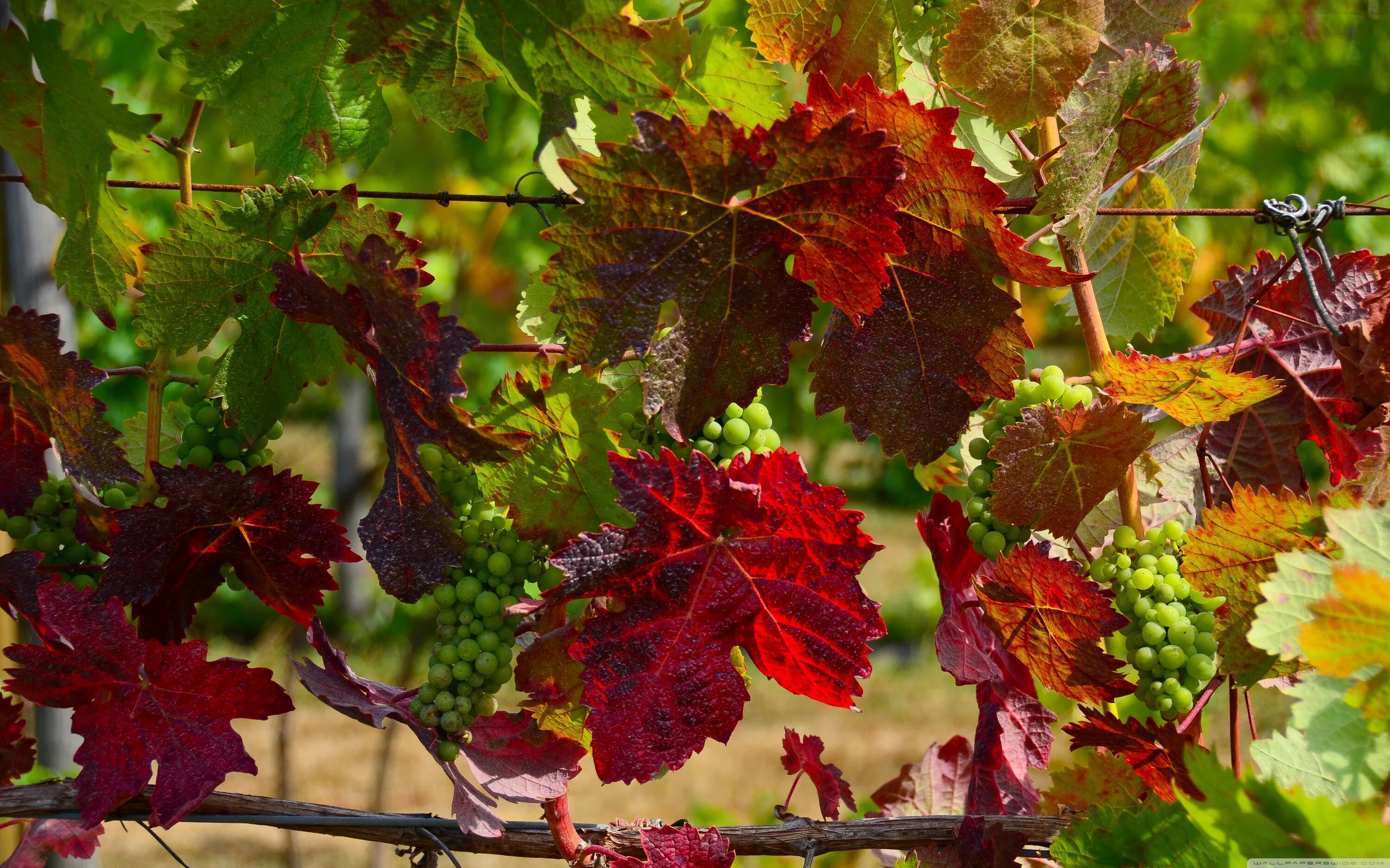 Wine Leaf Bright free image download