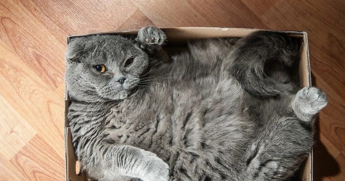 Почему коты любят сидеть