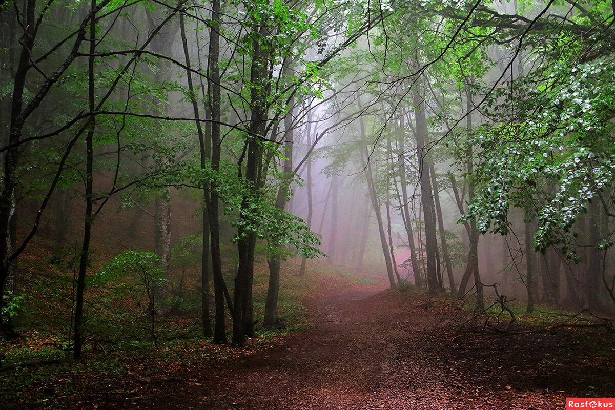 какие леса в крыму. марьевский лес крым. крымский лесной заповедник. леса крыма. какие леса в крыму.