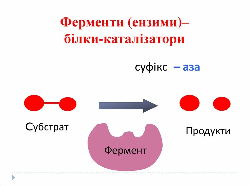 Фермент его действия. Механизм действия ферментов химия. Ферменты. Ферменты как биологические катализаторы. Схема образования комплекса фермент субстрат.