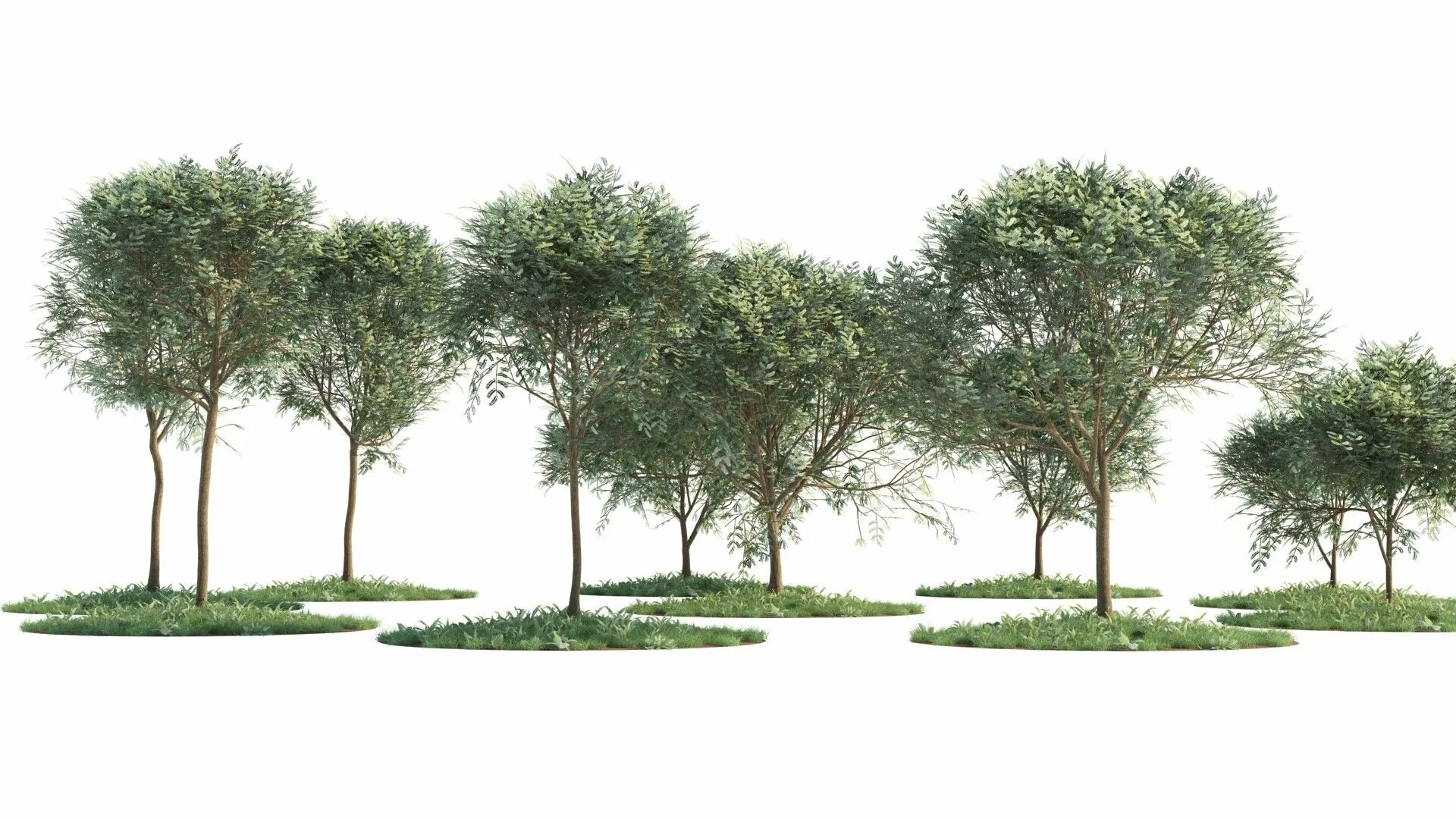 Дерево план фото BA Garden Design Y3 Greenwich Uni Robert Dickie: 2d tree rendering in Photosho