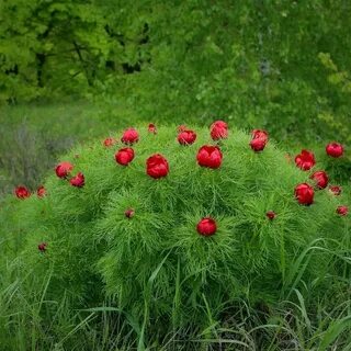 Фото лазоревых цветов