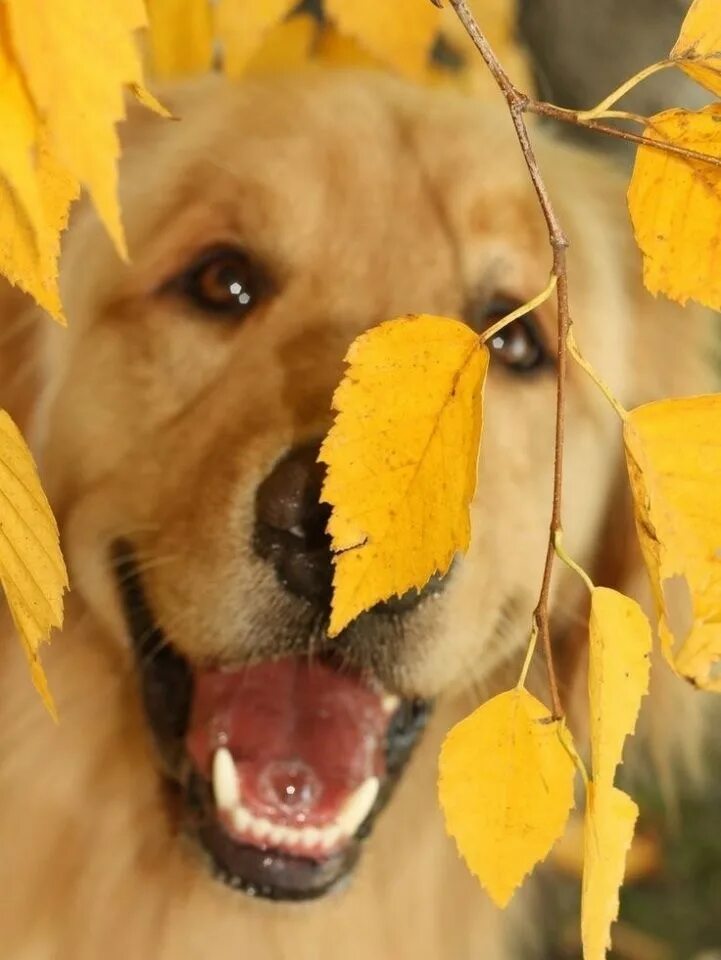 Позитивные осенние картинки. Осень животные. Собака осень. Собака в листве. Собачка в осенней листве.