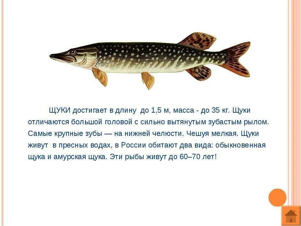 Щука рыба описание для детей 1 класса. Описание рыбы щука для 1 класса. Доклад про щуку. Сообщение о щуке.