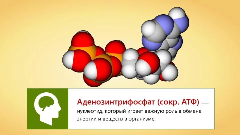 Рисунок молекулы атф. 1. АТФ: строение, функции. Структура АТФ. Молекула АТФ. Химическая структура АТФ.