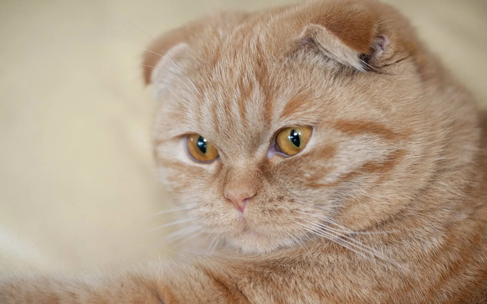 кошка скоттиш фолд рыжая. рыжий фолд. скоттиш фолд рыжий кот. скоттиш-фолд шотландская вислоухая кошка рыжая. шотландская вислоухая кошка рыжая.