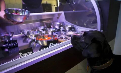 Рестораны куда можно с собаками